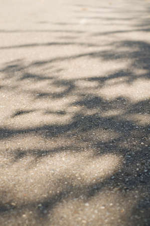 Shadow of a treeの写真素材