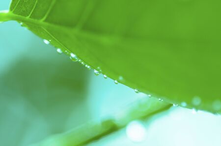The leaves and water drop
