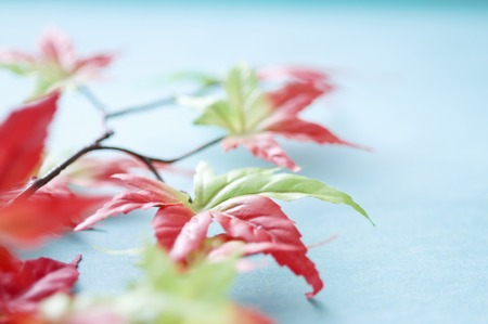 Autumn leaves of imageの写真素材