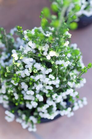 Lily of the valley Erikaの写真素材