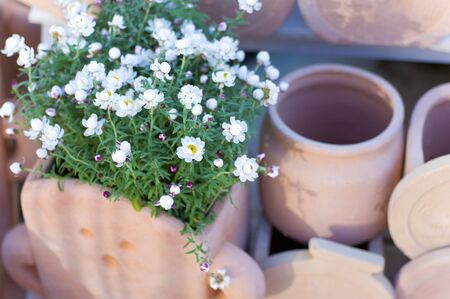 Floral hairpin and terracottaの写真素材