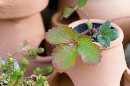 Foliage plantsの写真素材