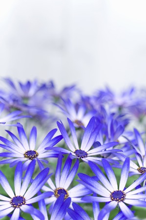 Daisyの写真素材