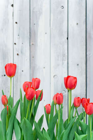 Red Tulipの写真素材