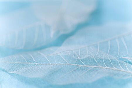 Leaf veinsの写真素材