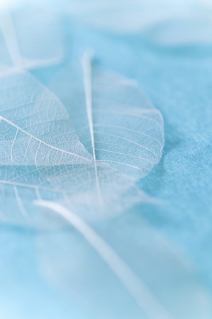 Leaf veinsの写真素材
