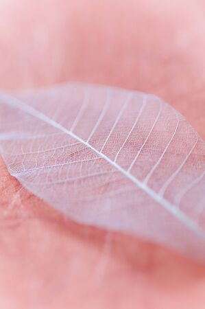 Leaf veinsの写真素材