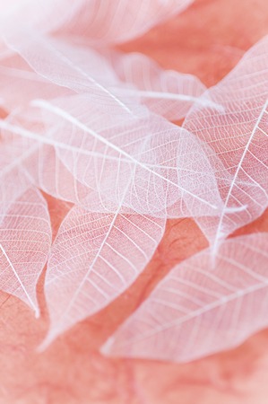 Leaf veinsの写真素材