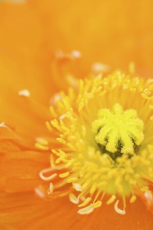 Poppyの写真素材