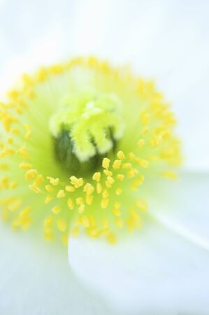 Poppyの写真素材