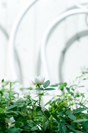 Miniature rosesの写真素材