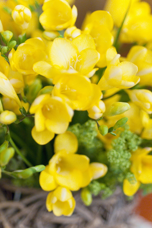 Freesiaの写真素材