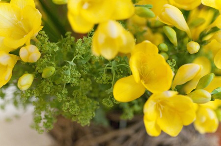 Freesiaの写真素材