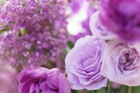 Purple flowersの写真素材