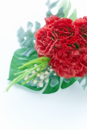 Red carnationの写真素材