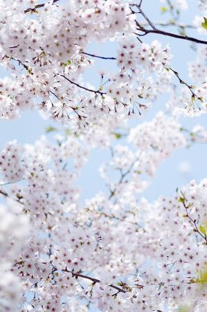 Cherry blossoms and a blue skyの写真素材