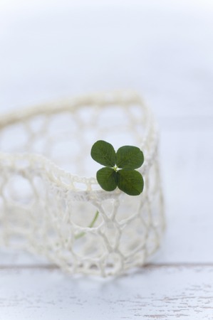 Four leaf clover.の写真素材