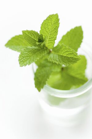 Mint