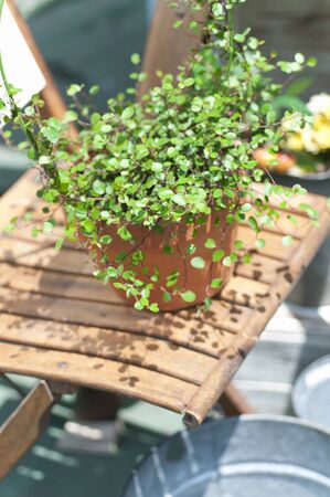 Wire plantsの写真素材