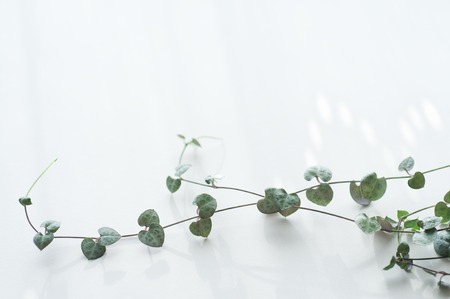 Heart vineの写真素材