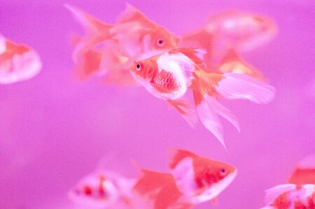 Goldfish in an aquariumの写真素材