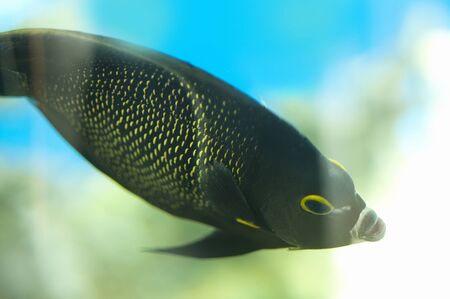 Black tropical fishの写真素材
