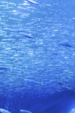 Herd of sardineの写真素材