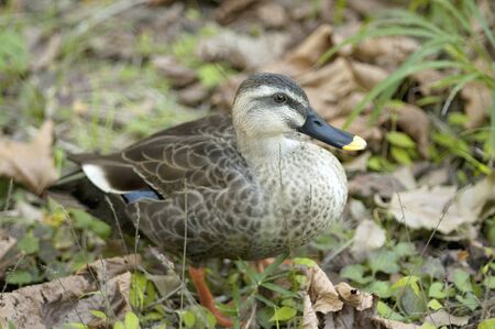 Spot-billed ducks walking in forestの写真素材