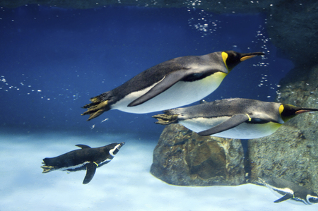 Penguin swimの写真素材