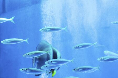 Sardine aquariumの写真素材