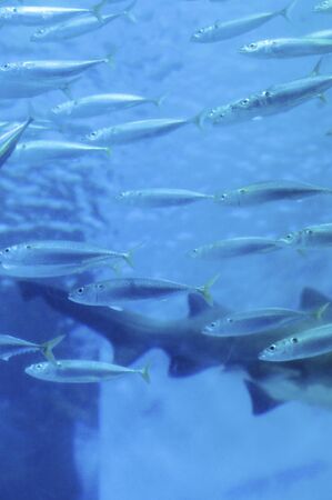 Sardine aquarium
