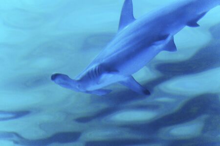 Hammerhead sharkの写真素材