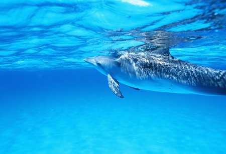 Dolphin