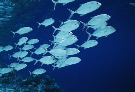 Jackfishsの写真素材