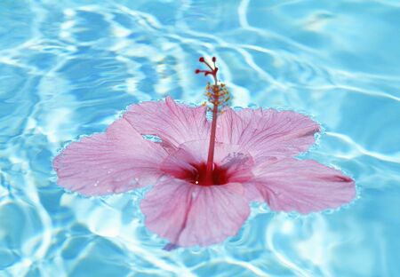 Hibiscusの写真素材