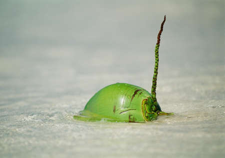 Beach of coconutの写真素材