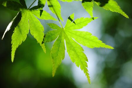 Fresh greenの写真素材