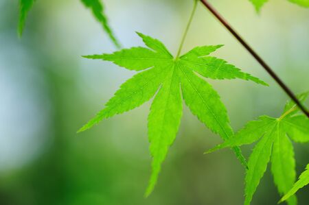 Fresh greenの写真素材