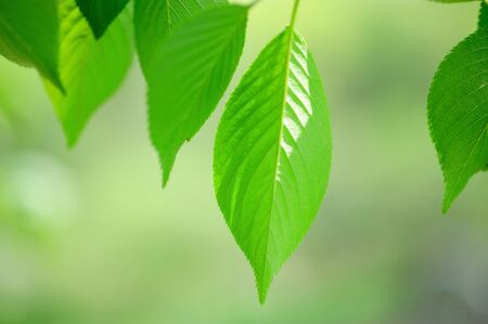 Fresh green