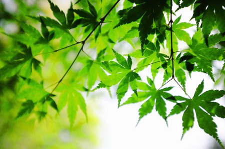 Fresh green