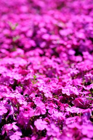 Cherry Blossomの写真素材
