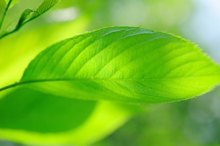 Fresh green