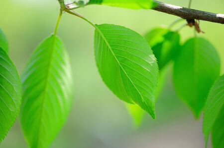 Fresh greenの写真素材