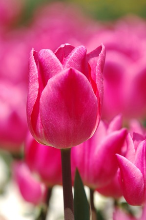 Tulipの写真素材