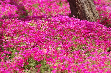 Cherry Blossomの写真素材