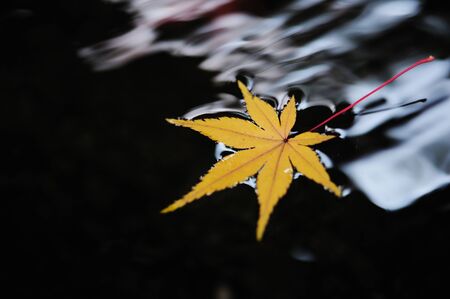 Autumn leavesの写真素材