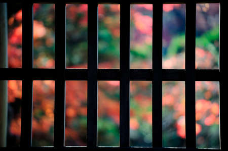 Autumn leaves of lattice overの写真素材