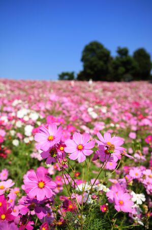 Cosmosの写真素材