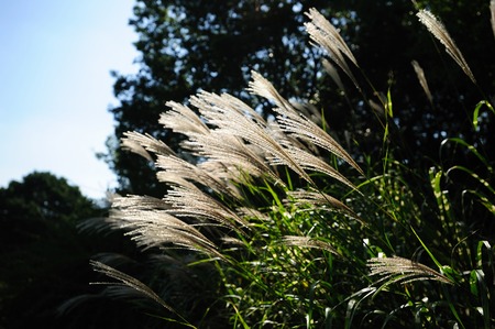 Japanese pampas grassの写真素材