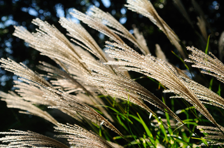 Japanese pampas grassの写真素材